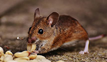24 Hour & Emergency Exterminators in Ocean Isle Beach, NC
